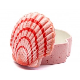 Scallop Shell Box Scallop Shell Box