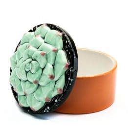 Succulent Box #2 Succulent Box #2