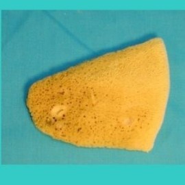 Elephant Ear Sponge 3 - 3-1/2
